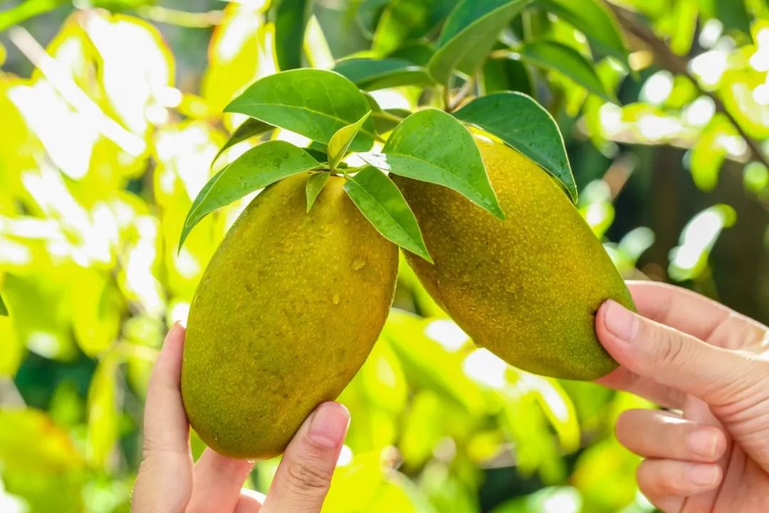 物种进化和系统升级,物种重塑