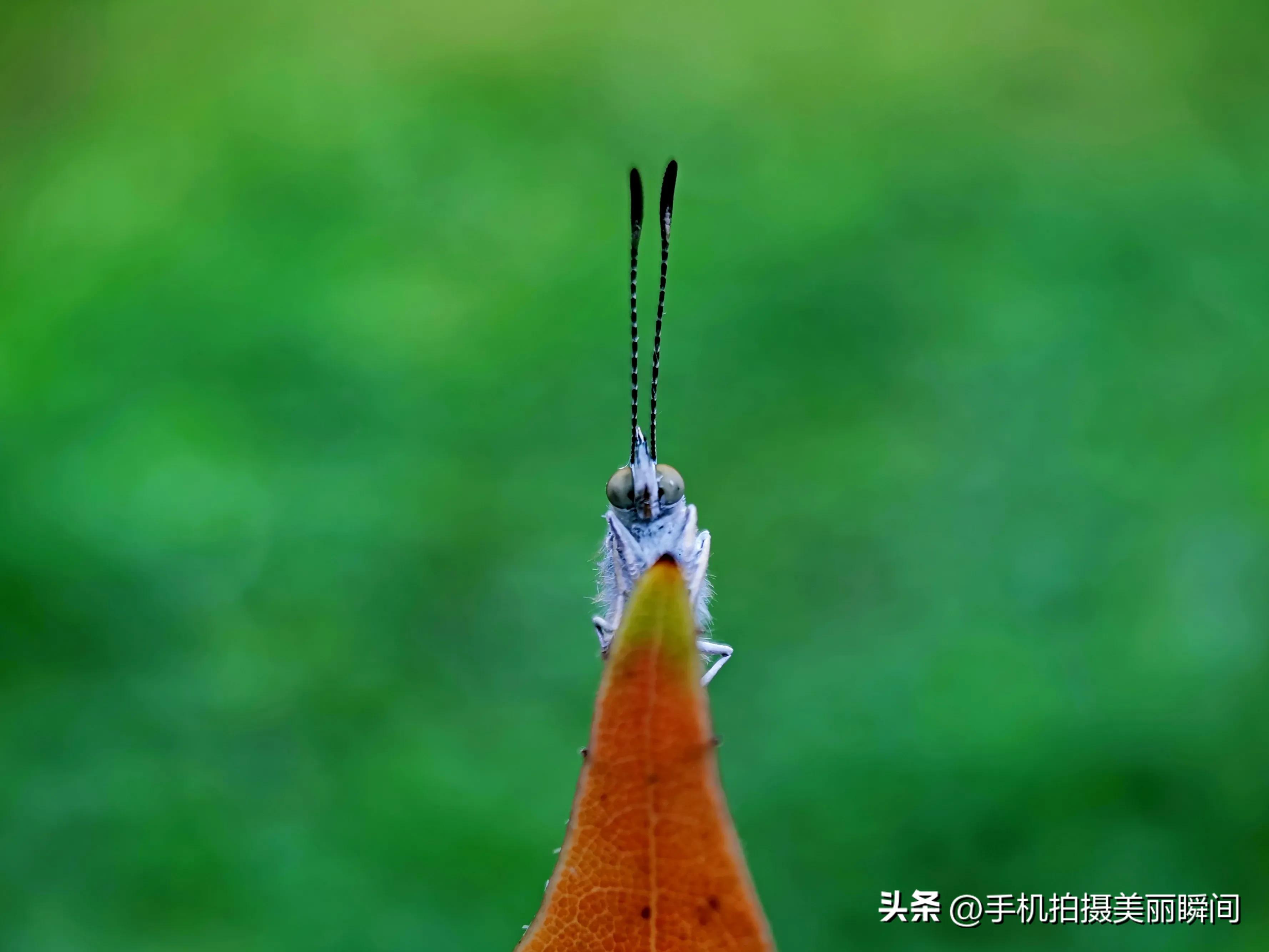 手机拍蝴蝶教程,手机拍摄蝴蝶技巧