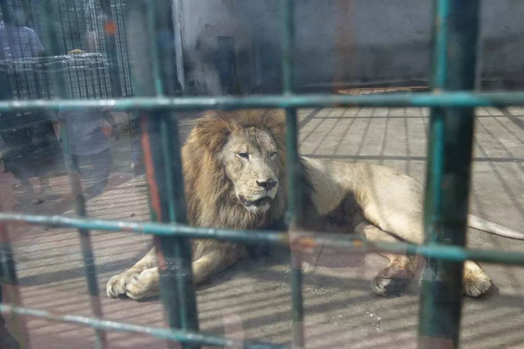 泰州动物园在哪里,泰州动物园在哪