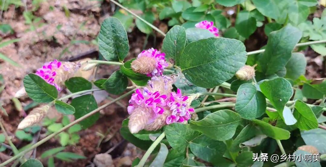 狐狸尾巴红色植物,狐狸尾巴的植物有哪些