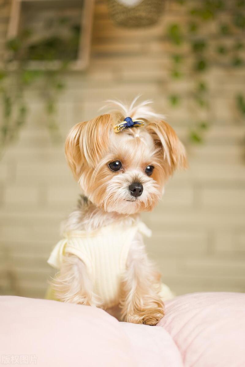 女生适合养什么狗狗可以保护自己,不咬人适合女生养的狗是什么狗