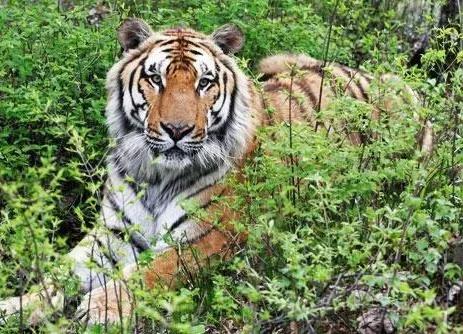 动物千姿百态,动物园的动物千姿百态