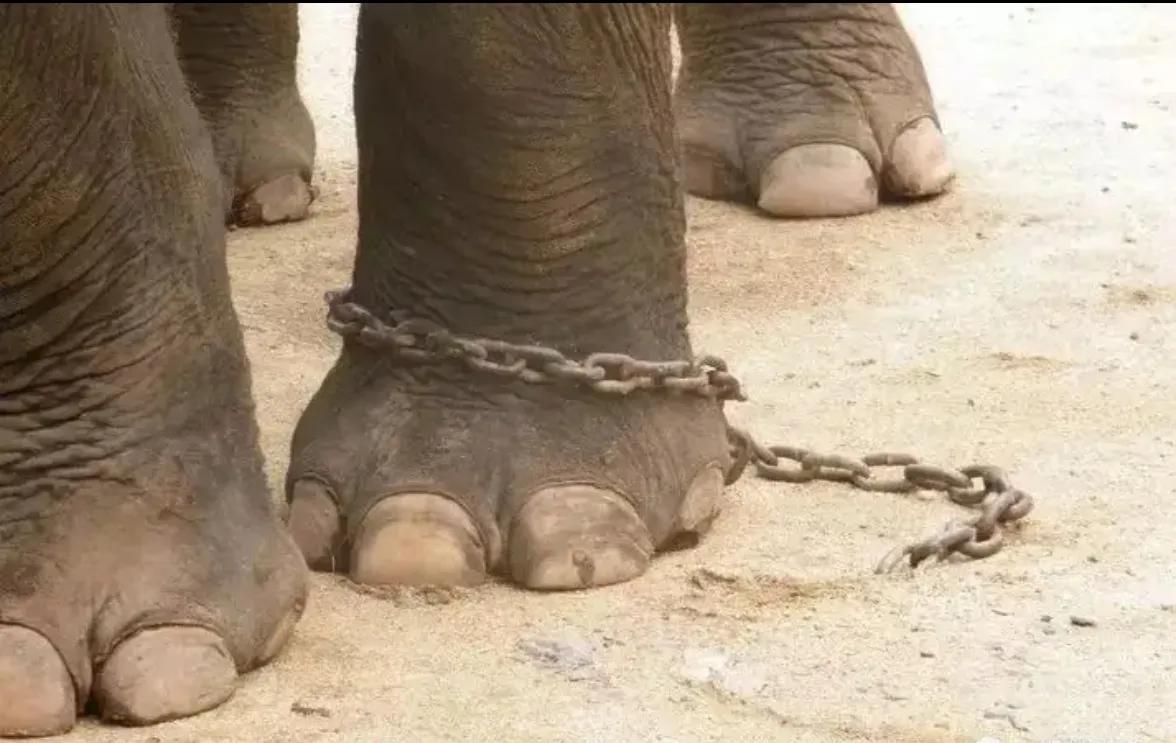 哲理故事《习惯的束缚》～细链拴大象