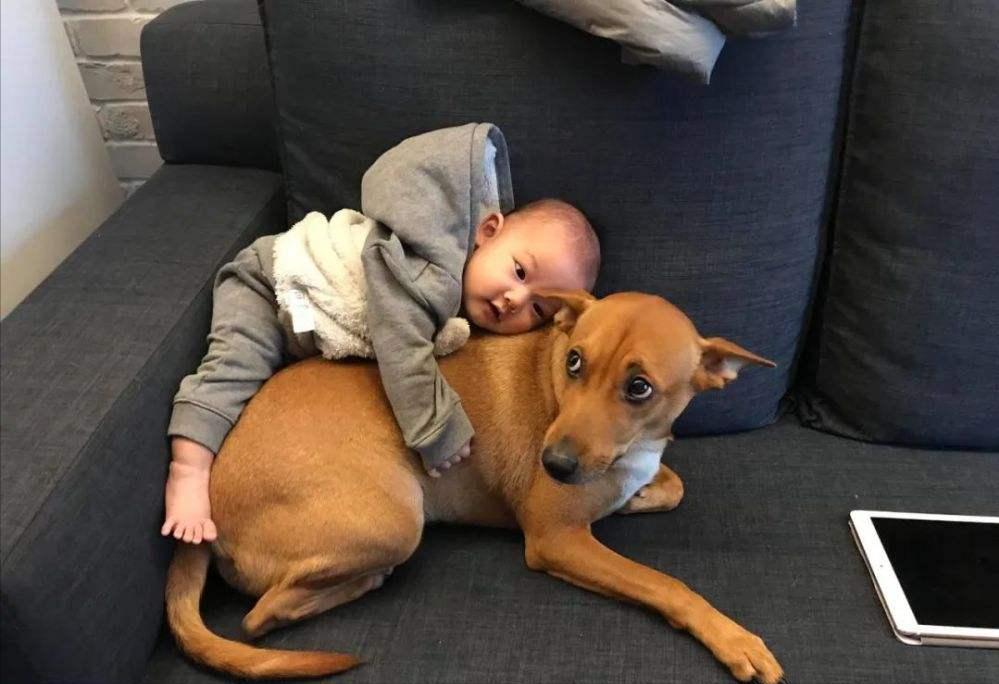 狗狗想念主人的表达,狗狗想念主人的5件事