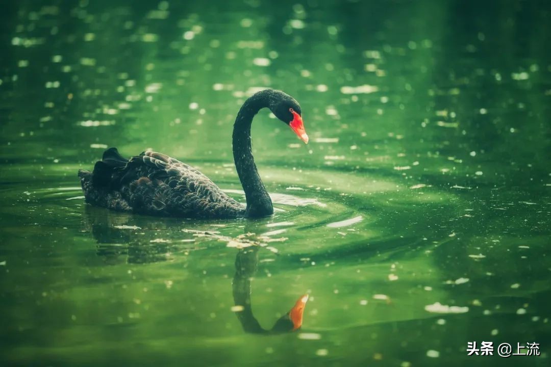 被黑天鹅打得措手不及,学校黑天鹅被学生拿