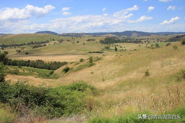 一亩桉树产值,荒山种植桉树前景