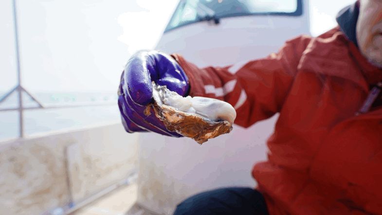 这座不起眼的山东小城，搞生蚝能有多猛？