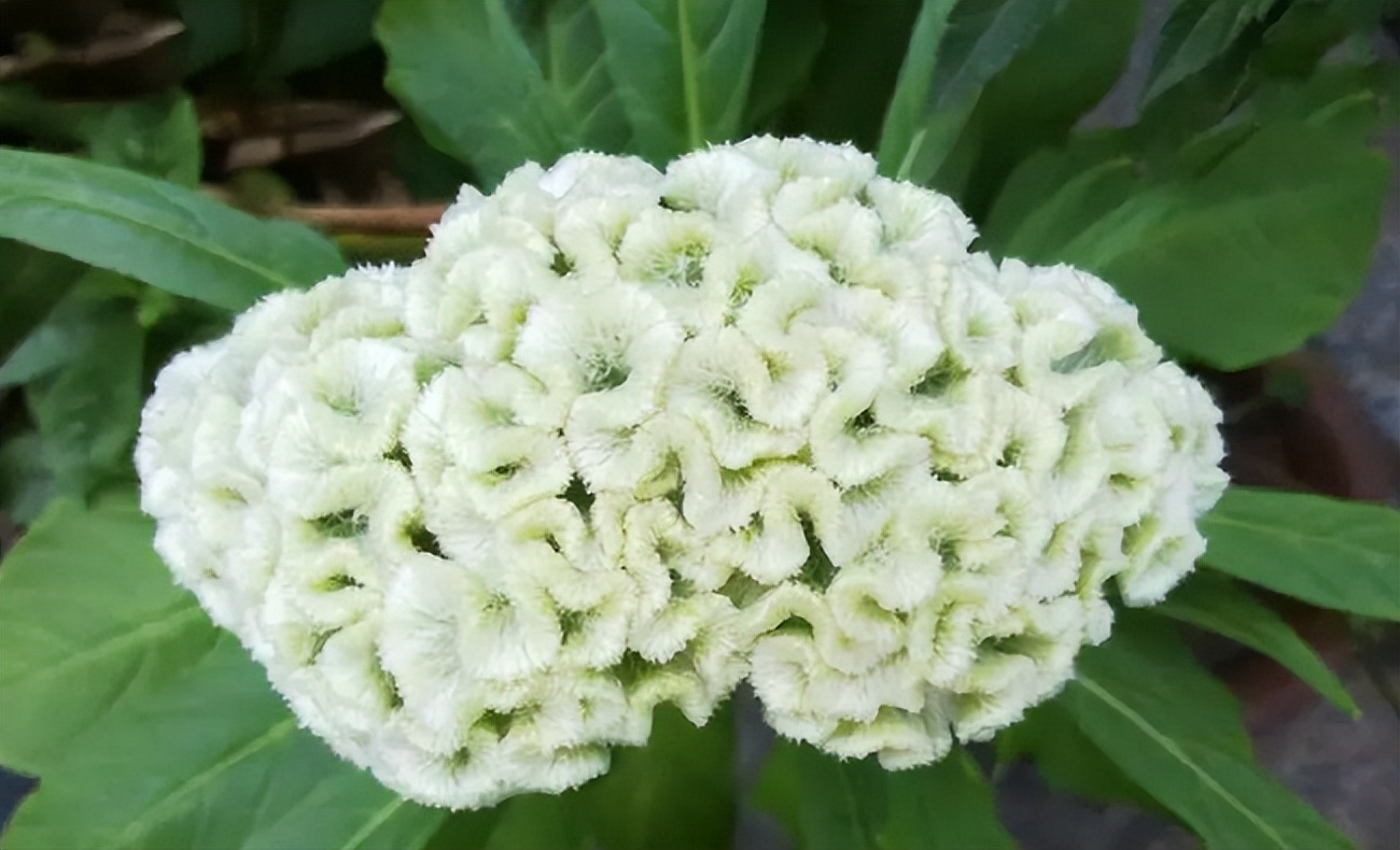 带你识别厚朴,带你识别柴胡