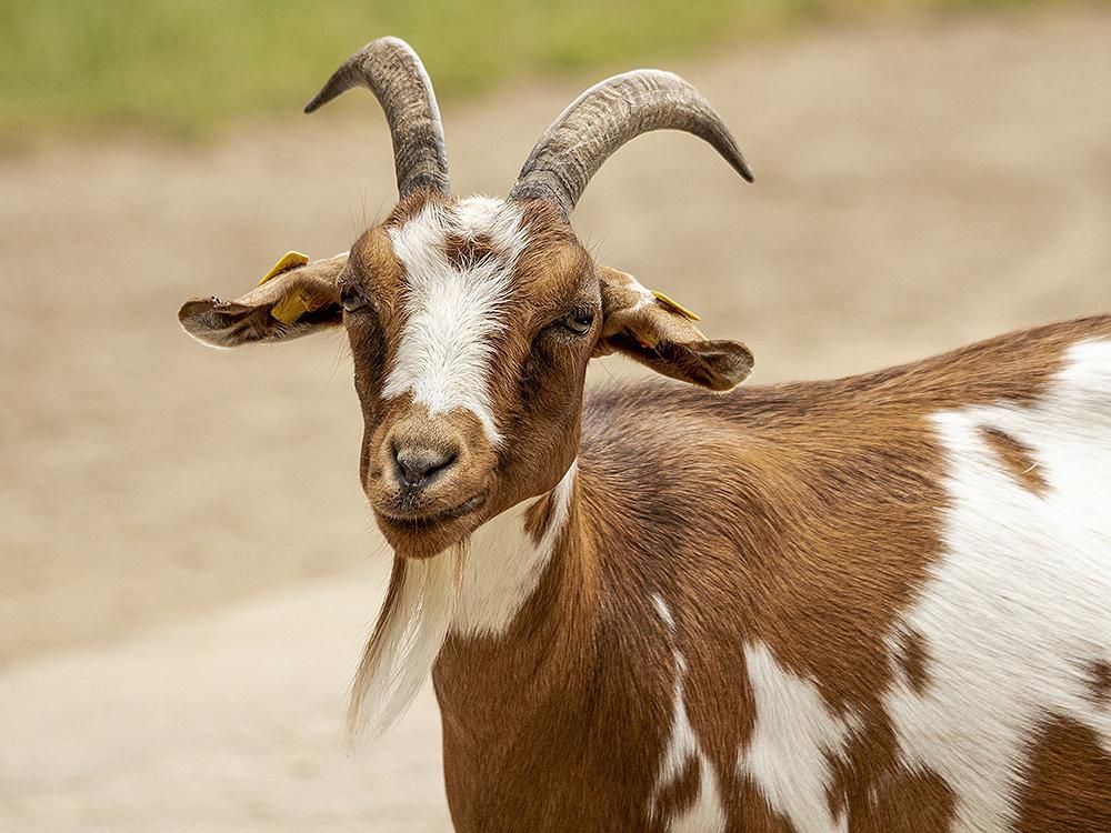 白汤单县羊肉汤正宗做法全过程,品味鲜正宗单县羊肉汤