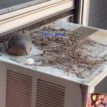 吃野生斑鸠其实对人有害？连筑巢都不会的斑鸠，究竟如何繁殖的？