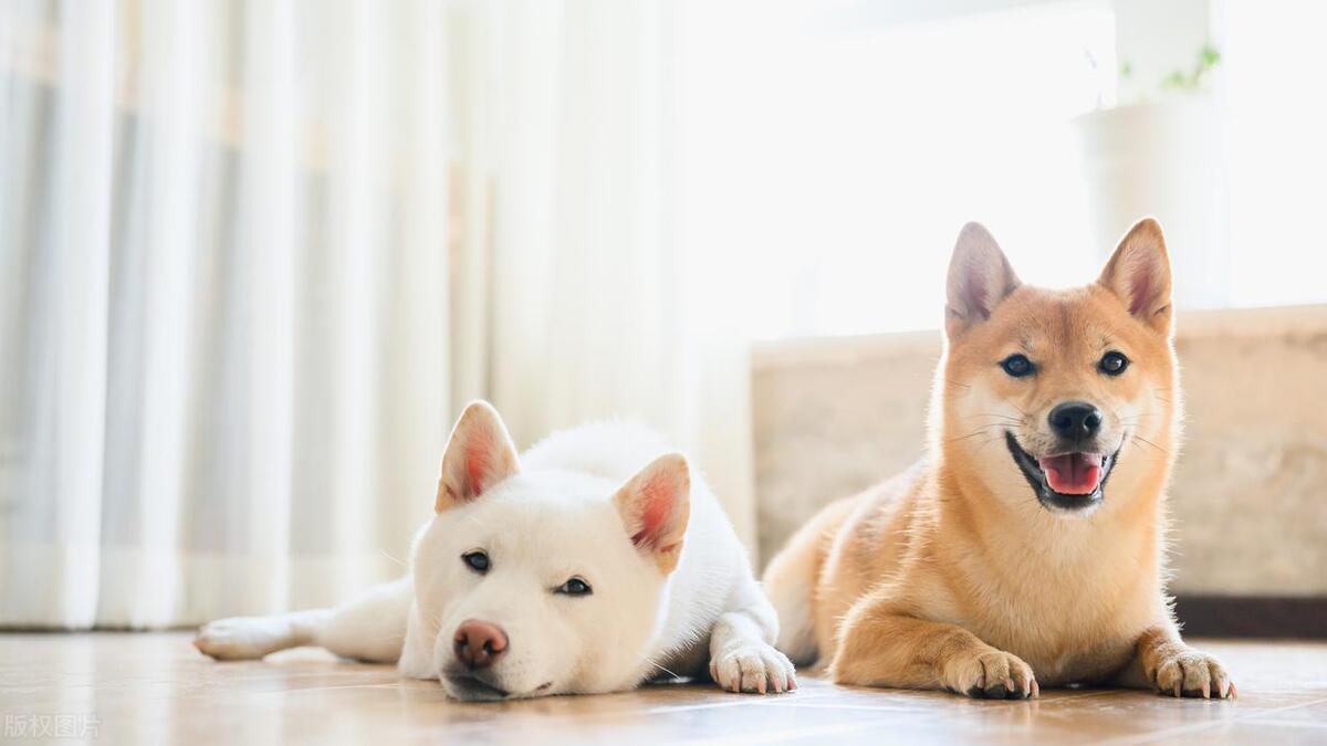 什么人适合养狗什么人不适合养狗,初次养狗的新手养什么狗比较好