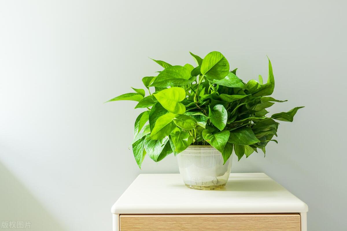 绿萝枝叶修剪完不要扔，还能插水里繁殖好几盆