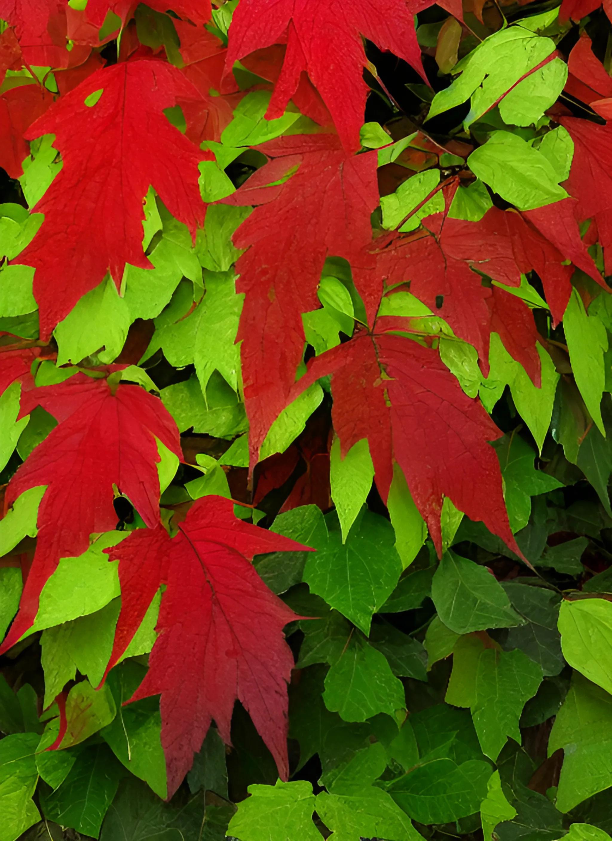 3叶爬山虎秋天叶子变红吗,爬山虎的叶子是先变红还是先变黄