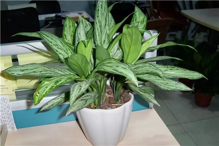 种什么蔬菜可吸甲醛,适合家庭种植的除甲醛植物