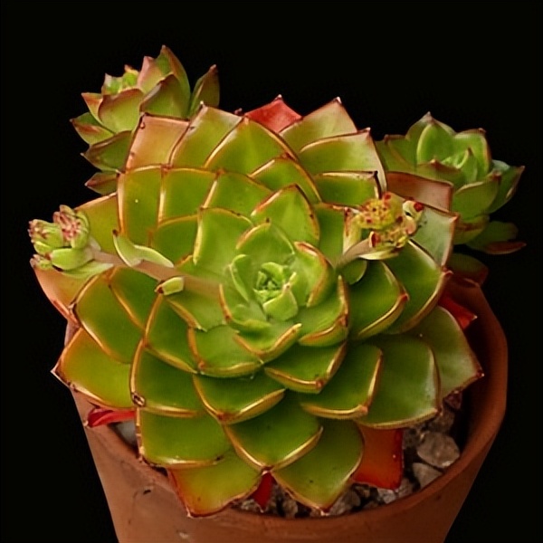 102个大类近500个多肉植物图片，都极其美丽，建议在家中也养一盆