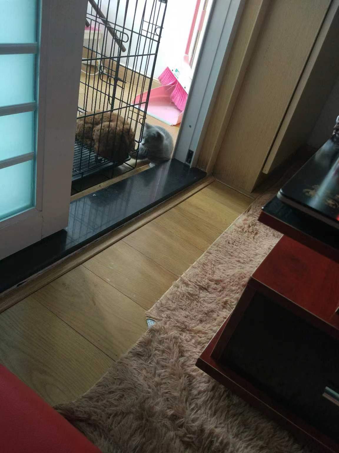 养猫记全集播放,恋猫记2