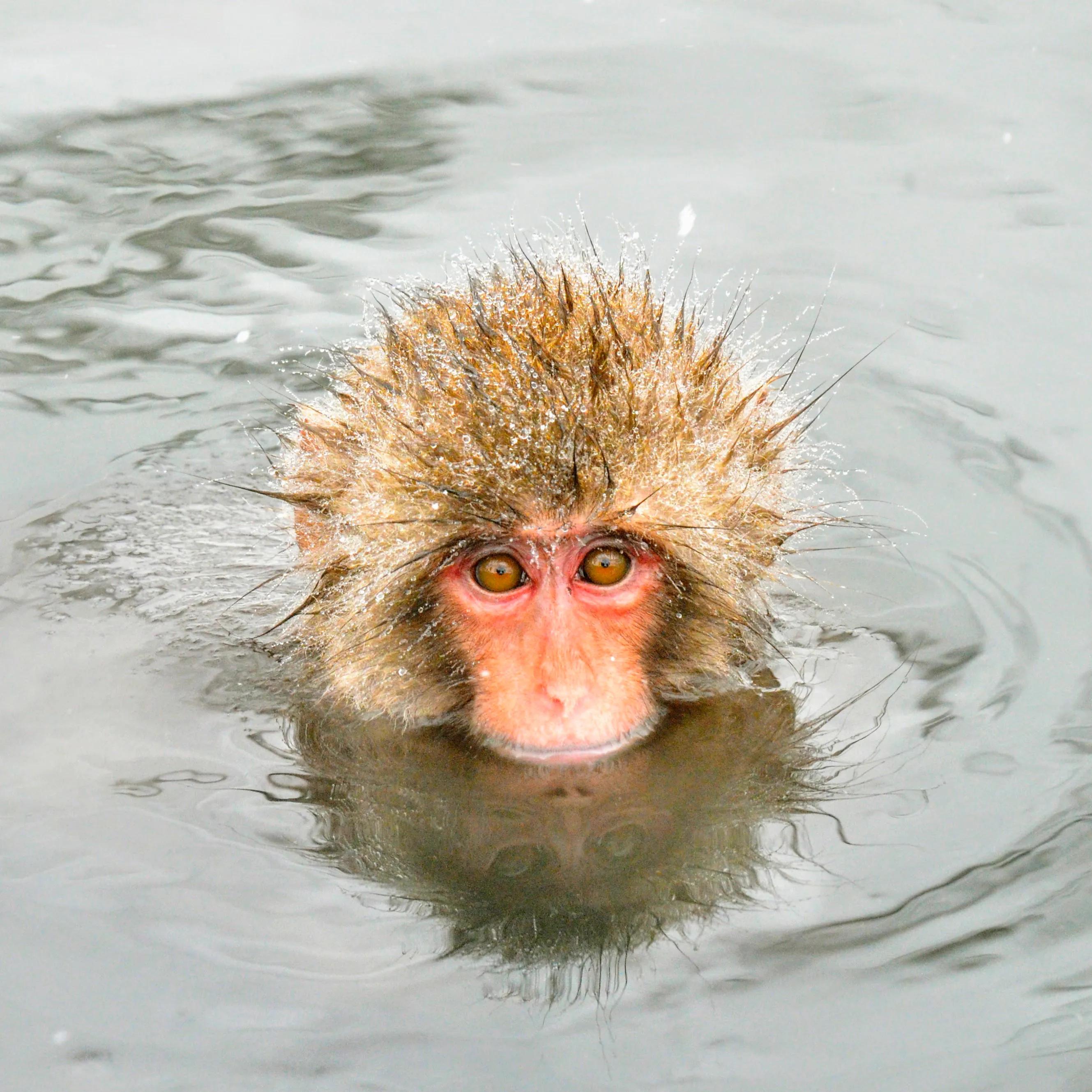 自然世界日本雪猴,日本猴子泡温泉