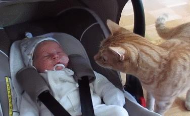 猫咪为什么喜欢趴在孕妇的肚子上,为什么猫咪喜欢在孕妇肚子上睡觉