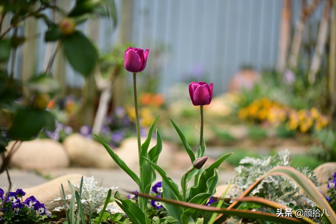 倏然而至的郁金香花季，第一波|园丁
