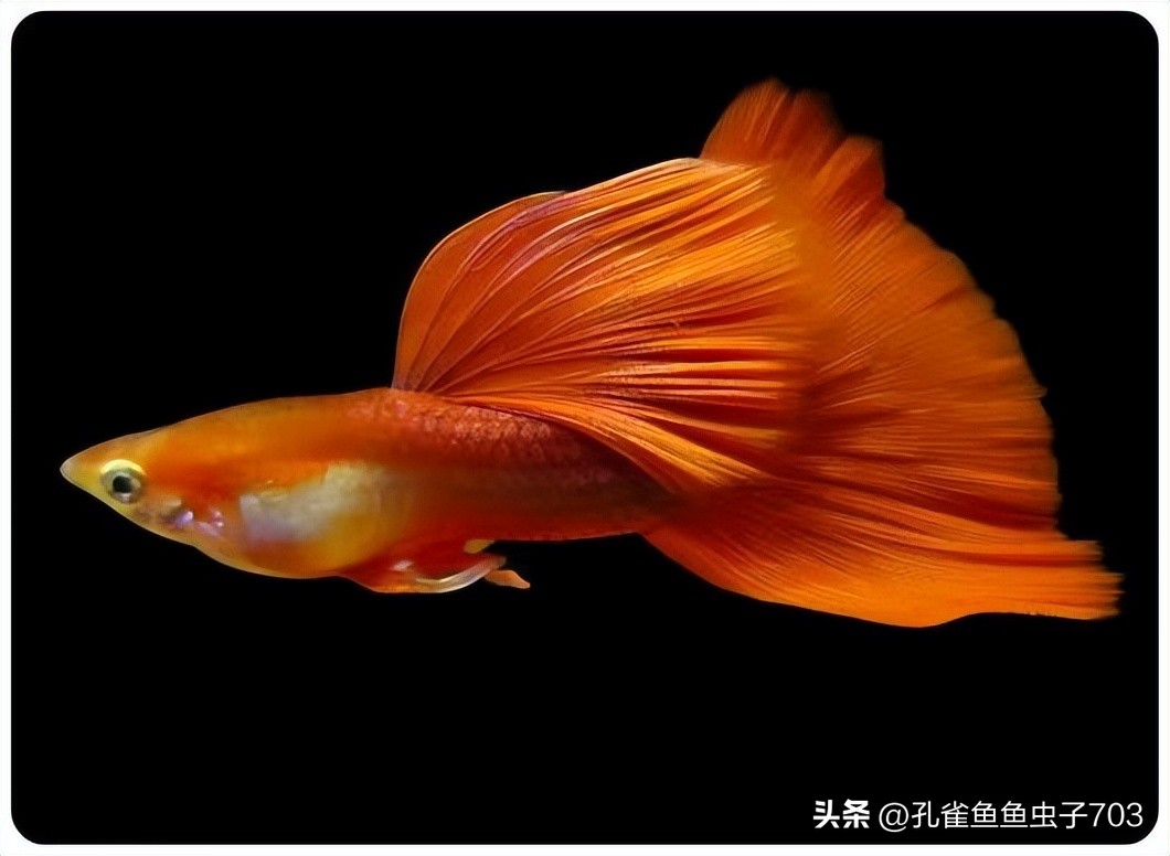 春季鱼为什么死亡如何救活,自己养的鱼无征兆死亡怎么回事