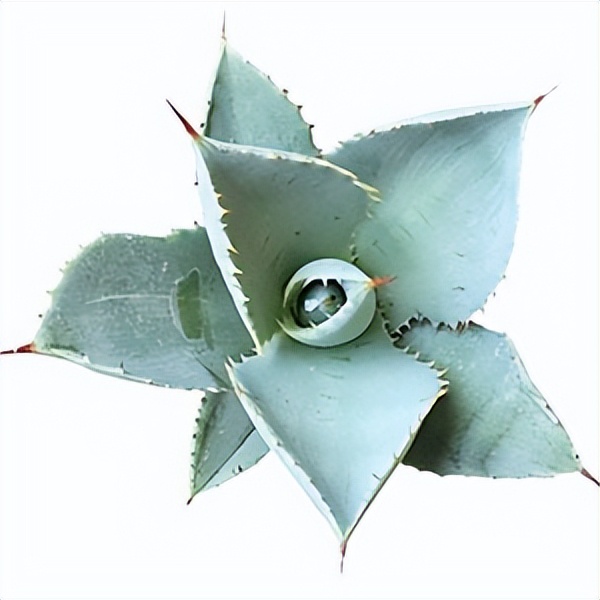 102个大类近500个多肉植物图片，都极其美丽，建议在家中也养一盆