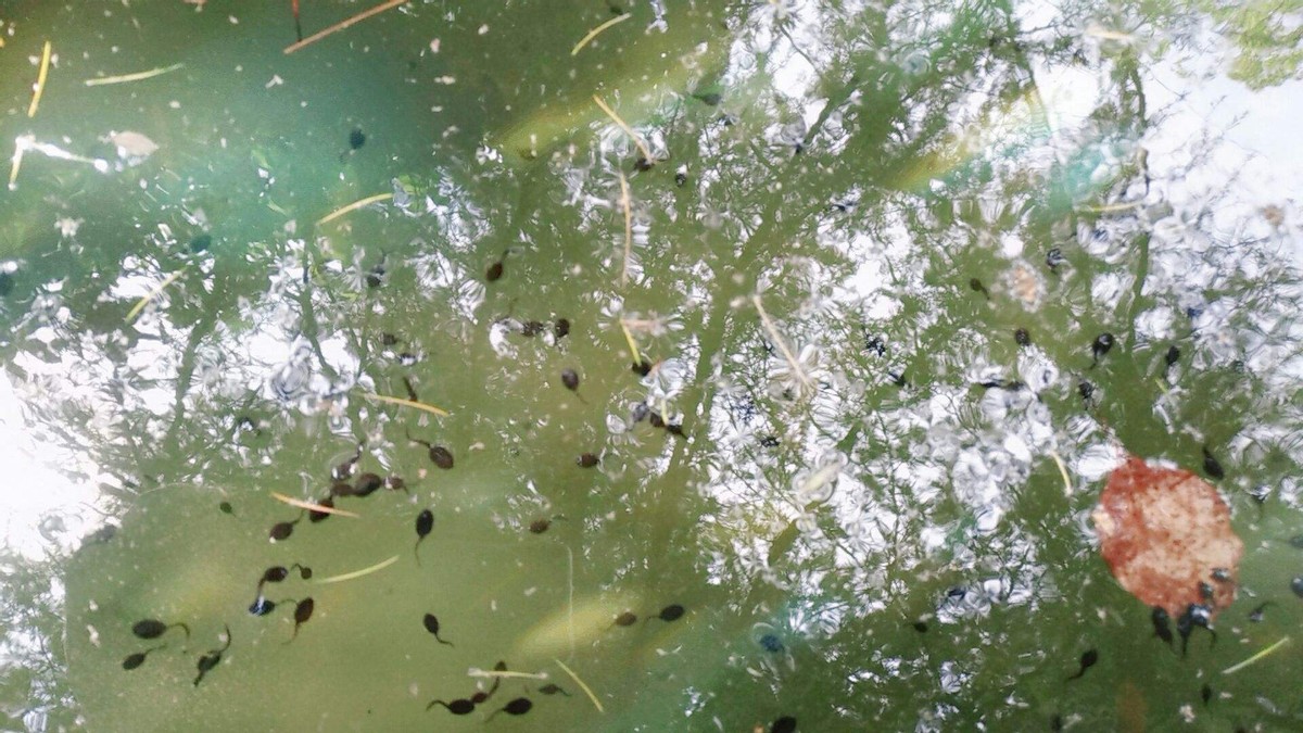 生吃蝌蚪有什么奇效,生吃蝌蚪有什么后果