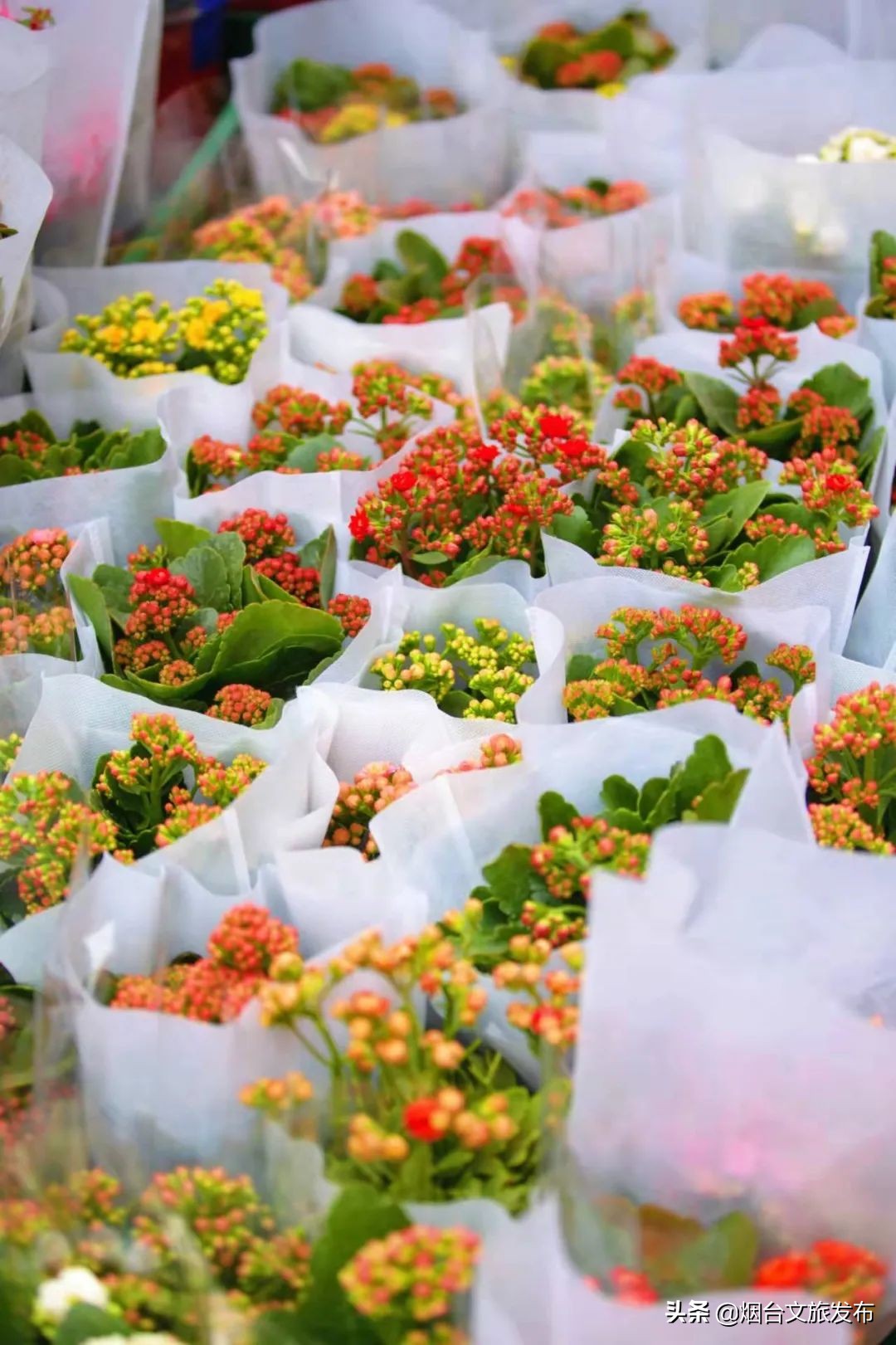 烟台祥和花鸟市场,烟台花鸟市场