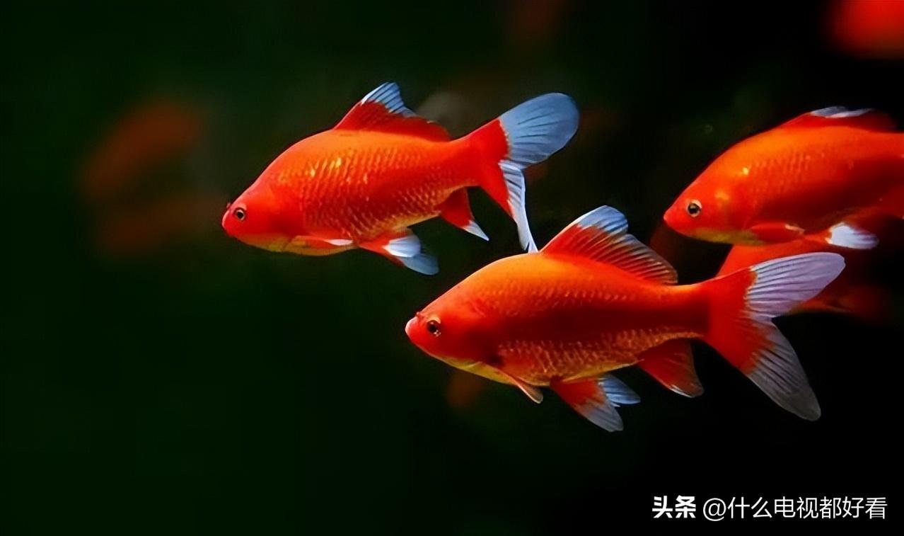 观赏鱼冬天怎么养能活,冬天鱼在鱼缸怎么办