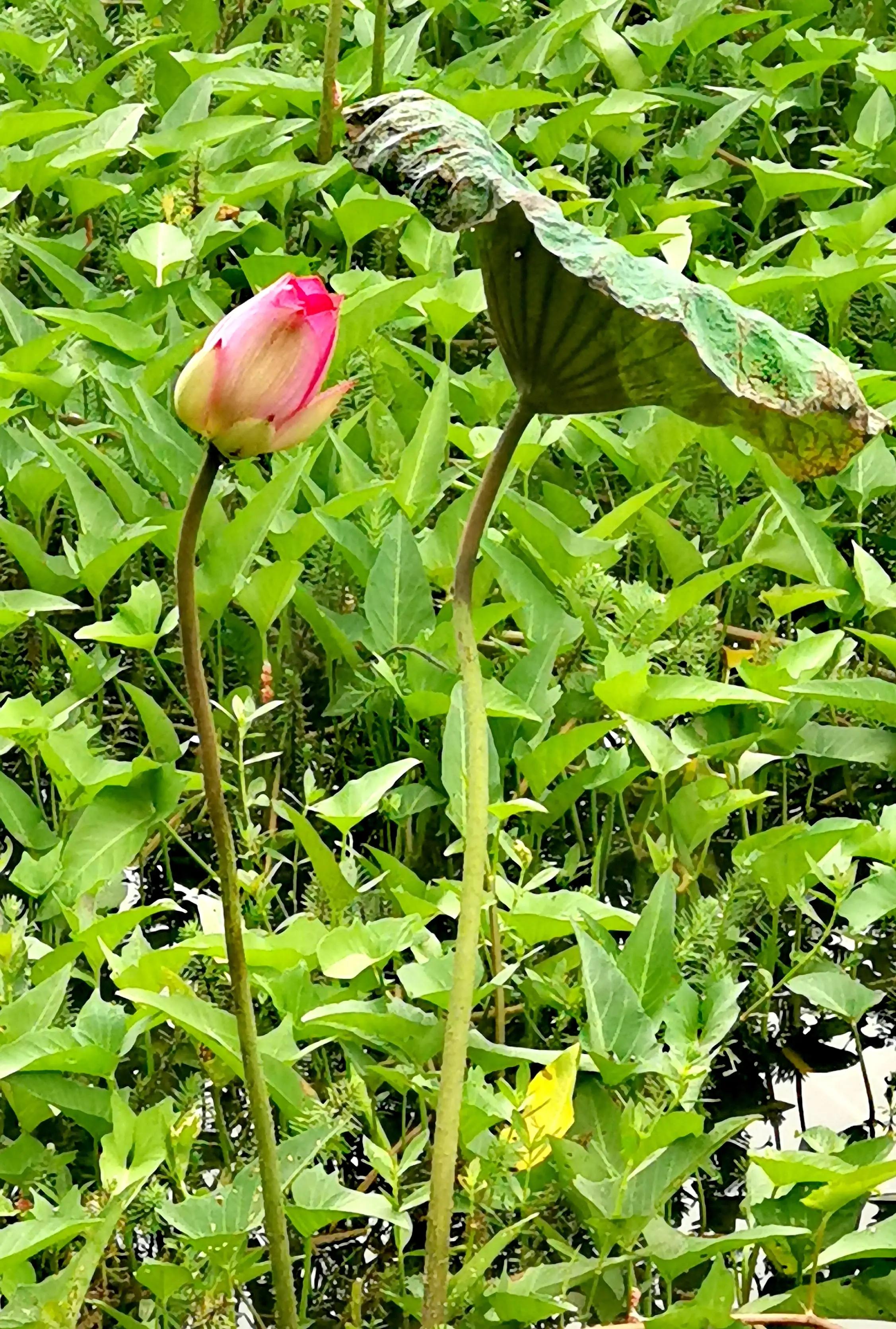 漳州市美丽的小镇,漳州长泰区旅游