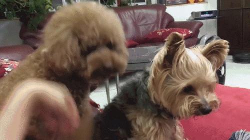 饲养泰迪的基本常识,饲养泰迪的基础知识