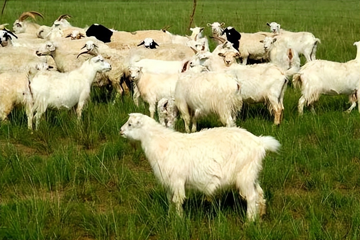 第一次养羊喂多少饲料合适,第一次养羊怎么选羊