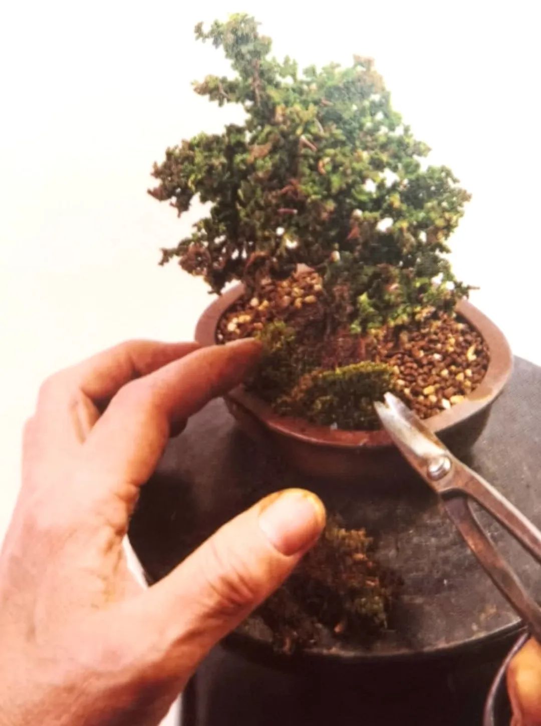 苔藓盆景怎么养水苔,苔藓盆景的养殖方法解答