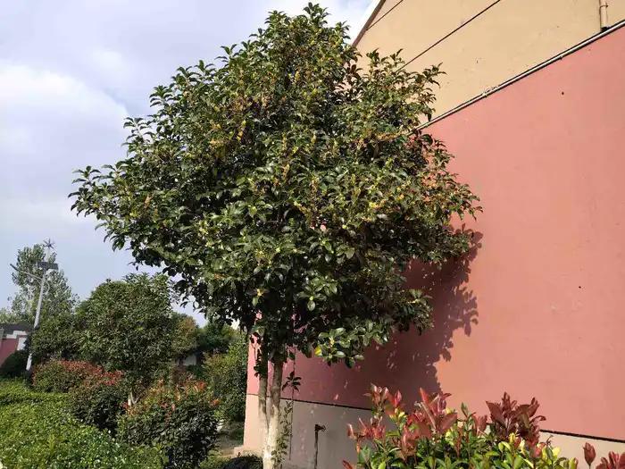 红叶石楠树篱怎么养护,红叶石楠树篱