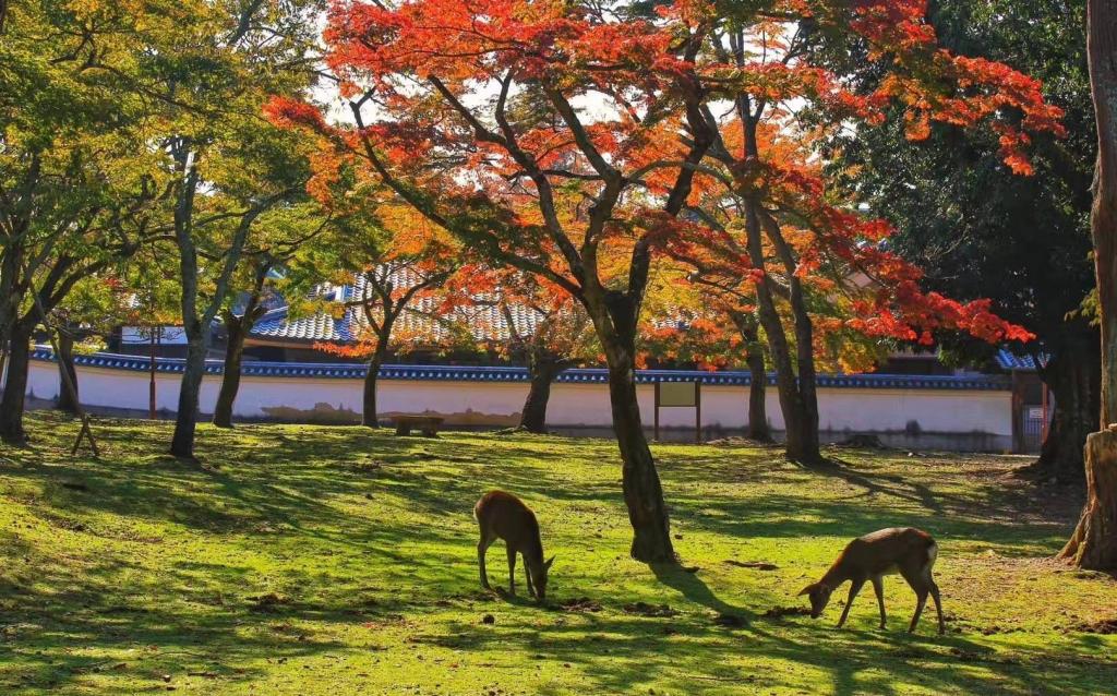 日本奈良法隆寺和东大寺,日本旅游东京奈良攻略视频