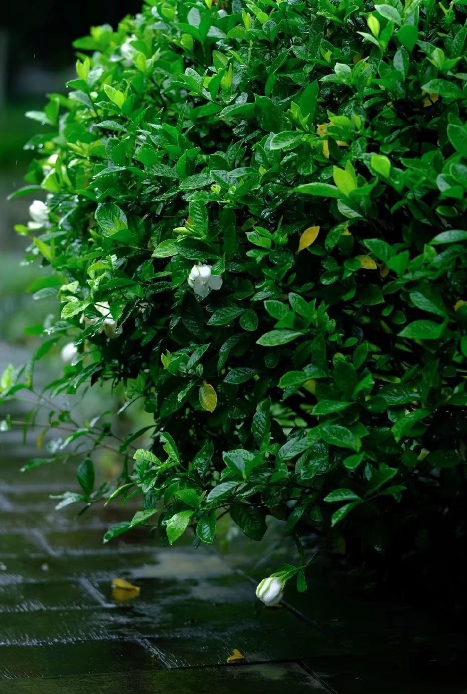 幸福相伴每一位热爱生活的人散文,写给幸福的经典散文