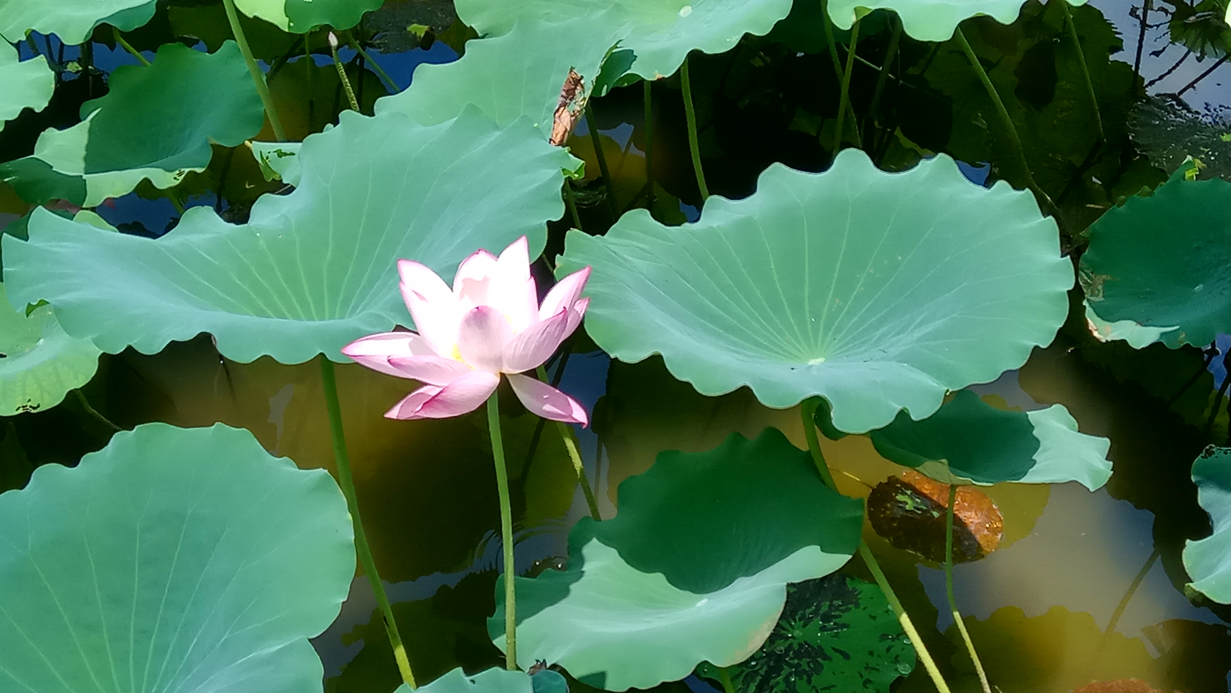 青春期社交恐惧症怎么克服,有社交恐惧症的人怎么克服