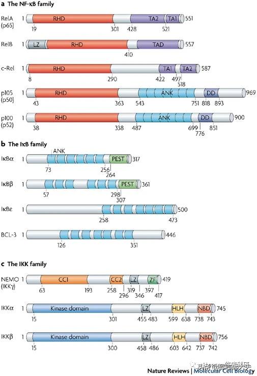 深度解析nfc,nf-rb信号通路