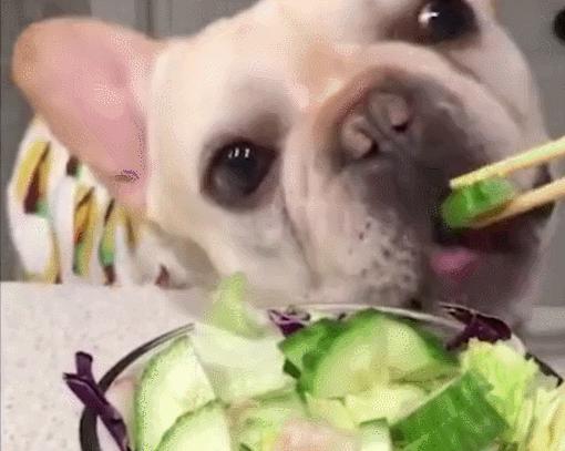 狗狗老舔尿道是什么原因,狗狗舔别的狗尿是什么原因