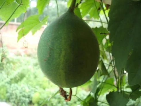 隐藏在田地里的深坑,隐藏在田间