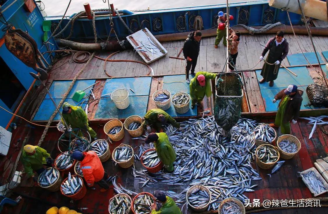 海鱼为什么都是死鱼,内陆为什么买不到活海鱼