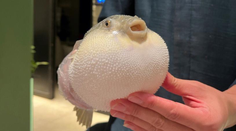 带毒刺的鱼被人抓到会怎么样,钓鱼毒鱼为什么不能彻底解决