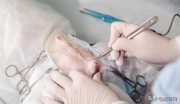 流浪狗吓人视频大全集,母狗没绝育得乳腺肿瘤吗