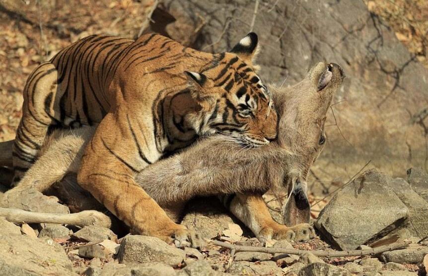 猫舌头上的倒刺和老虎的倒刺,老虎舌头的倒刺会伤到自己吗