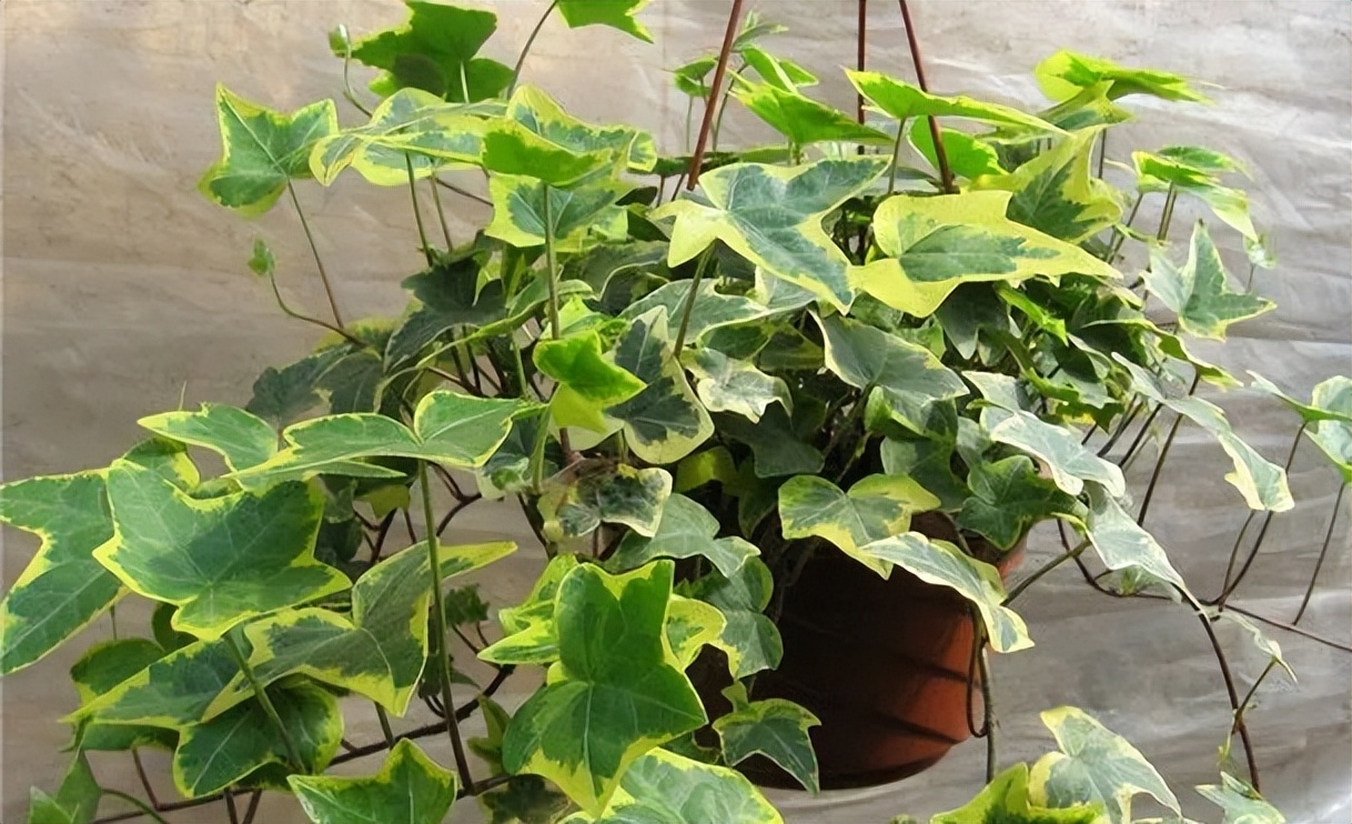 卫生间可养“6种花”，耐阴好养，吸收水分杀毒灭菌，干净清爽