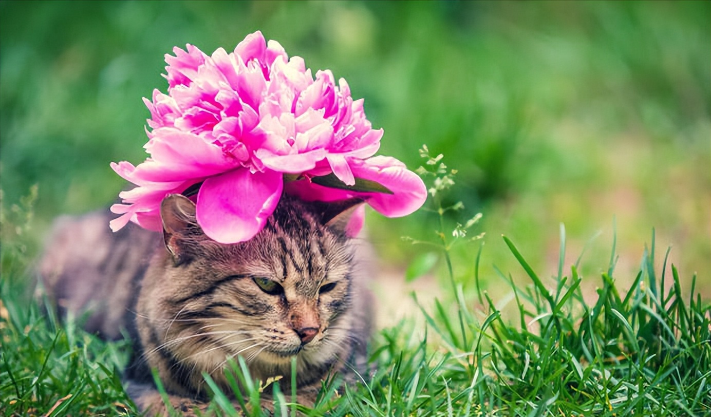 田园猫哪种猫比较好养活,中华田园猫宜养的10种猫