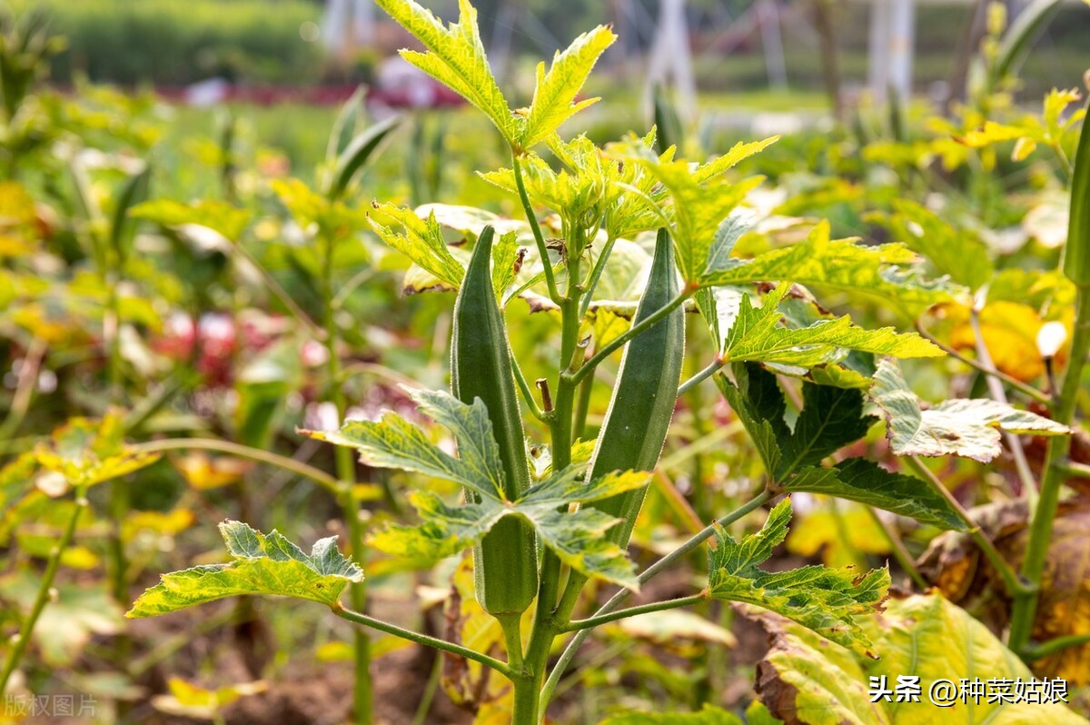 秋葵怎样浇水施肥,移栽秋葵苗后怎么浇水施肥