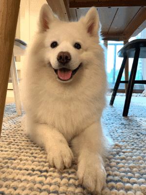 什么土狗看家又护主最好,最适合穷人养看家护院的5种狗