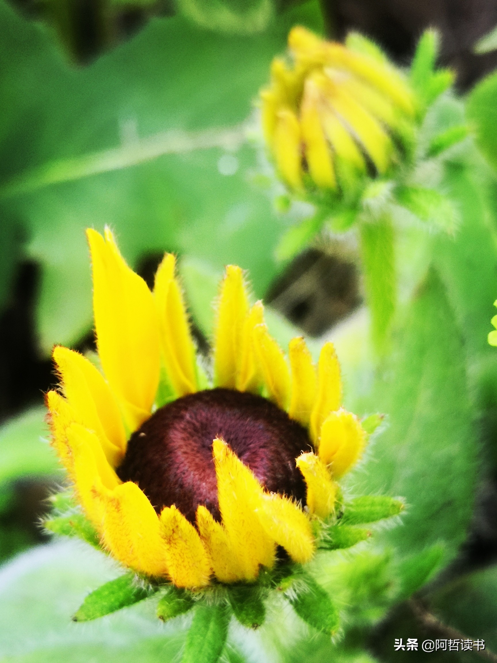 黑心金光菊：花名不雅，花姿灿烂，菊花里独特耀眼的一款