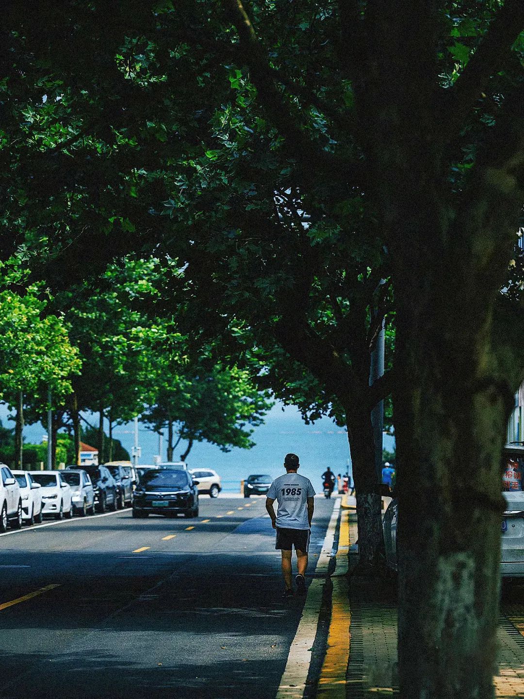 青岛绝美的一条路,青岛都是树的风景路