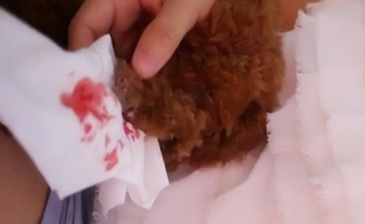 狗狗指甲剪出血不理人,狗狗剪指甲出血了怎么包扎